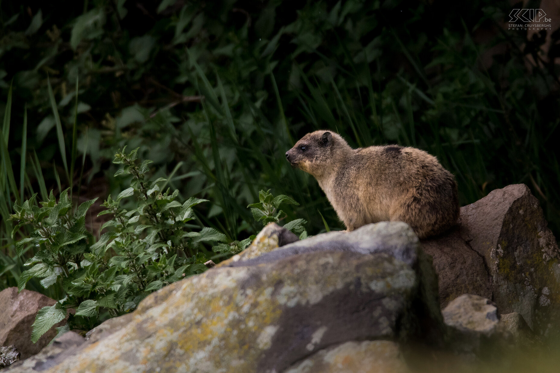 Bale Mountains - Rock hyrax When leaving the National Park of Bale Mountains we could spot some Rock hyraxes (Procavia capensis) near a waterfall. Stefan Cruysberghs